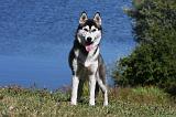 SIBERIAN HUSKY 515